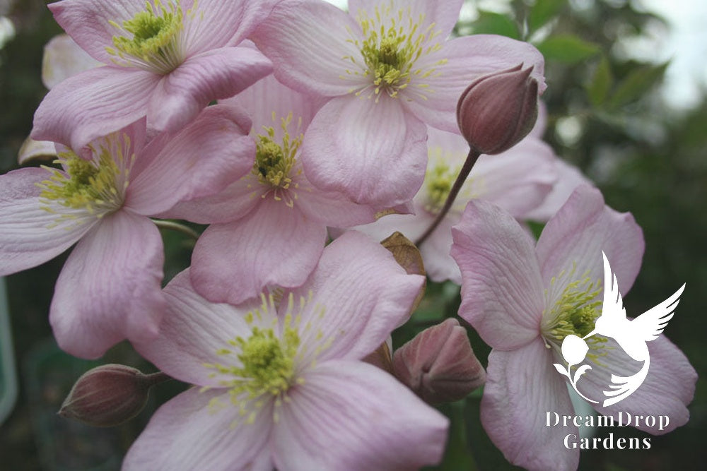 Clematis 'Montana Mayleen' - Fragrant — DreamDrop Gardens photo 2