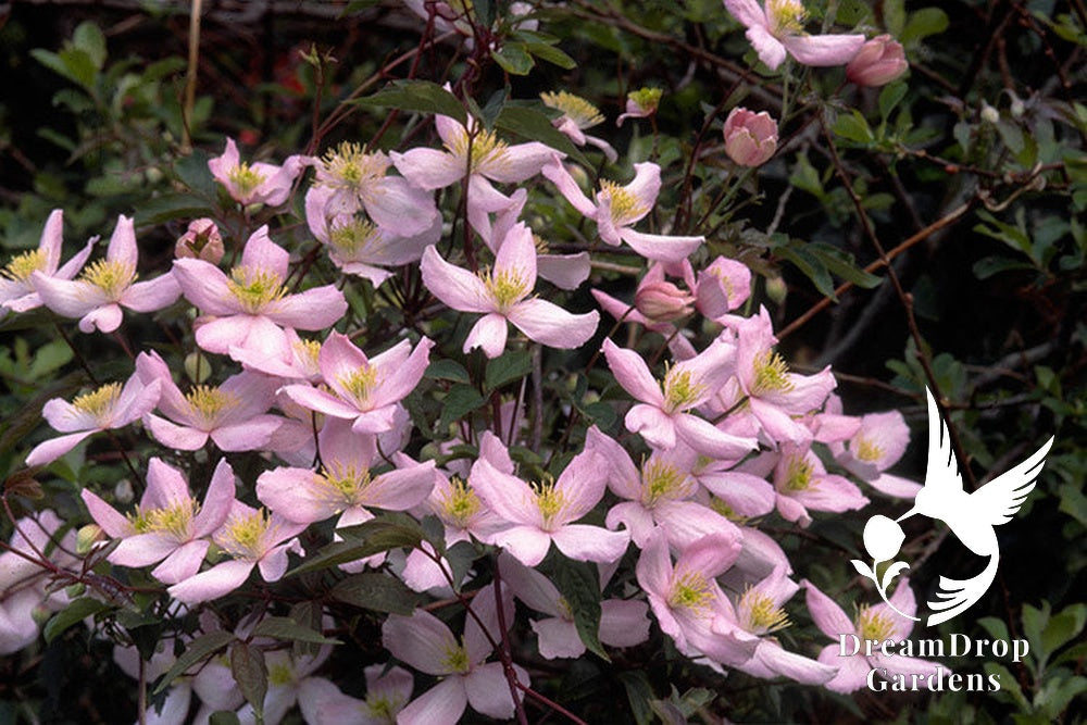 Clematis 'Montana Mayleen' - Fragrant — DreamDrop Gardens photo 4