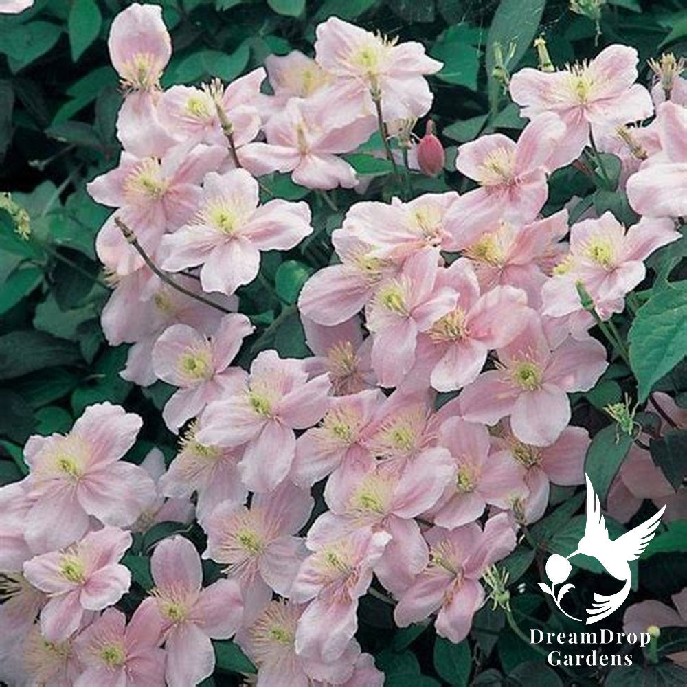 Clematis 'Montana Mayleen' - Fragrant — DreamDrop Gardens photo 6