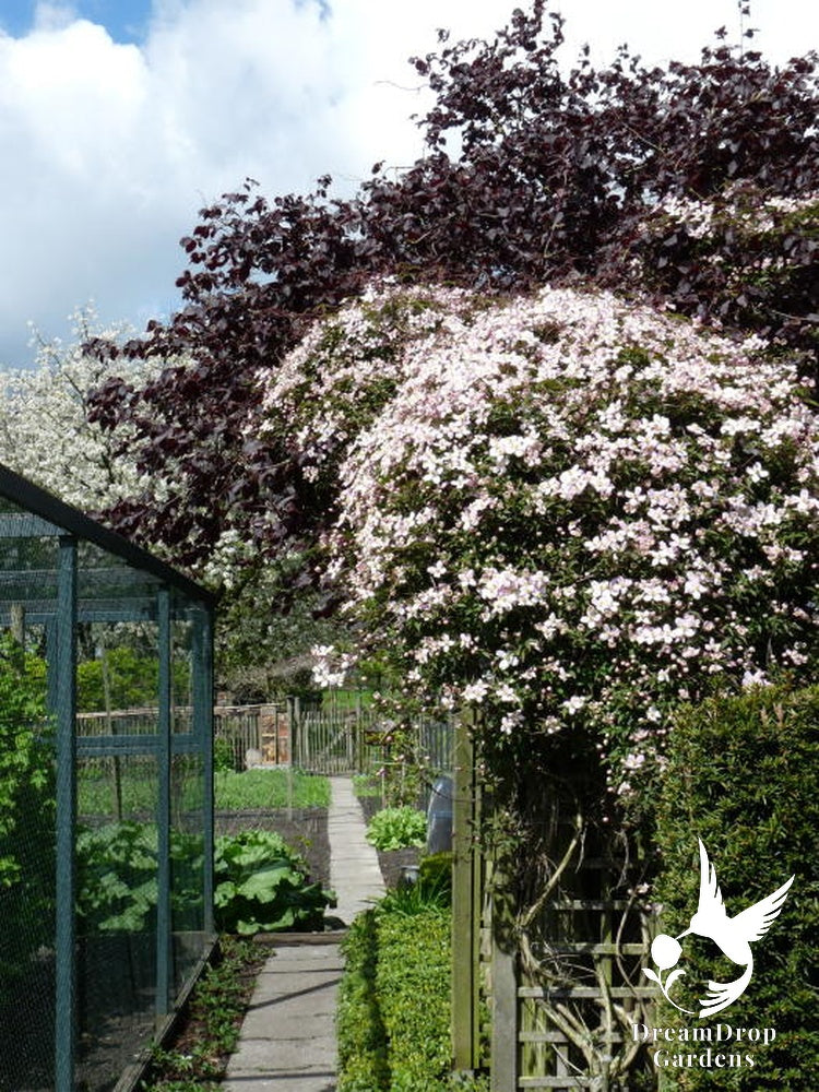 Clematis 'Montana Mayleen' - Fragrant — DreamDrop Gardens photo 7