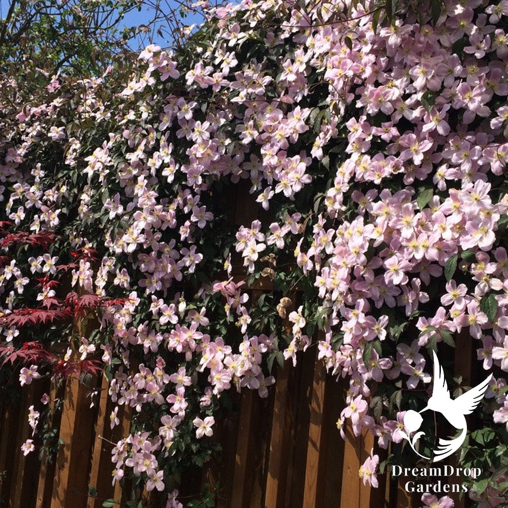 Clematis 'Montana Mayleen' - Fragrant — DreamDrop Gardens photo 8