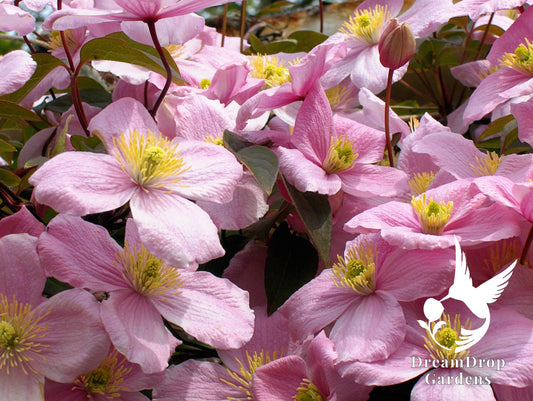 Clematis 'Montana Rubens' - Fragrant — DreamDrop Gardens photo 1