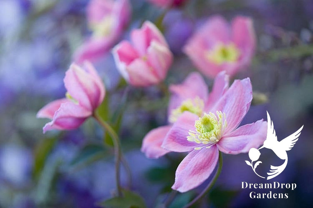 Clematis 'Montana Rubens' - Fragrant — DreamDrop Gardens photo 2