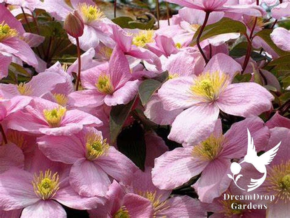 Clematis 'Montana Rubens' - Fragrant — DreamDrop Gardens photo 3