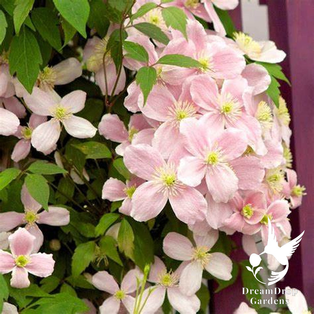 Clematis 'Montana Rubens' - Fragrant — DreamDrop Gardens photo 4