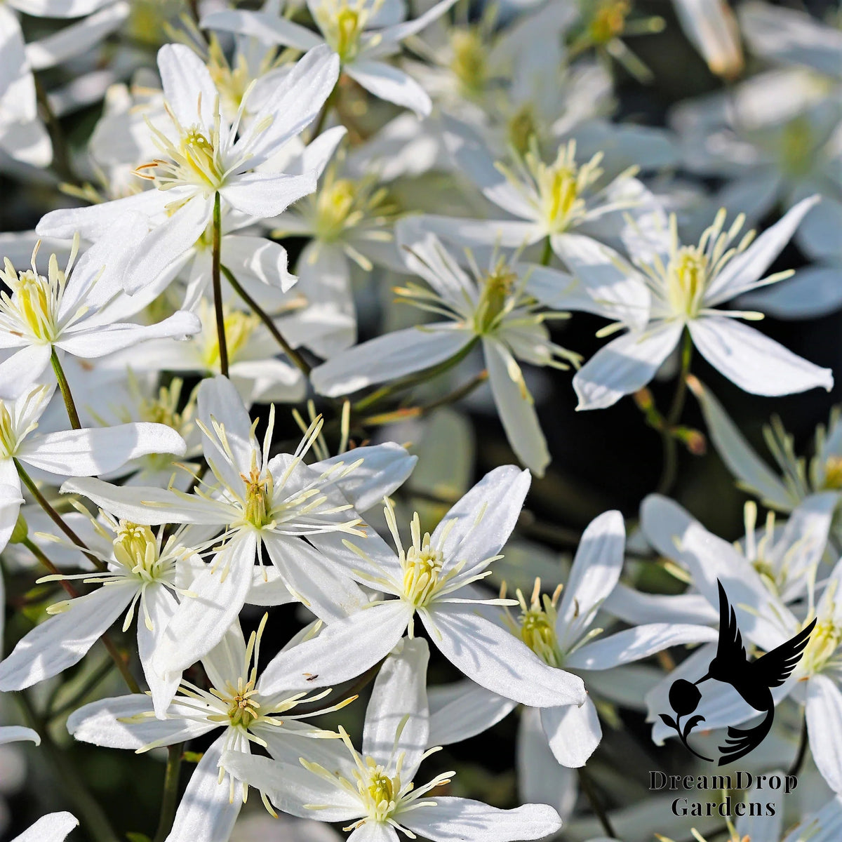 Close-up of starry white Sweet Autumn clematis flowers with creamy stamens in sunlight