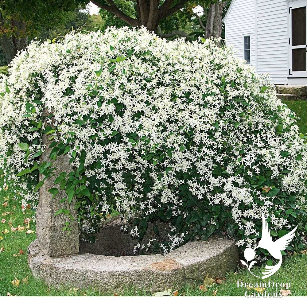 Sweet Autumn clematis covered in white blooms cascading over a stone well beside a white house