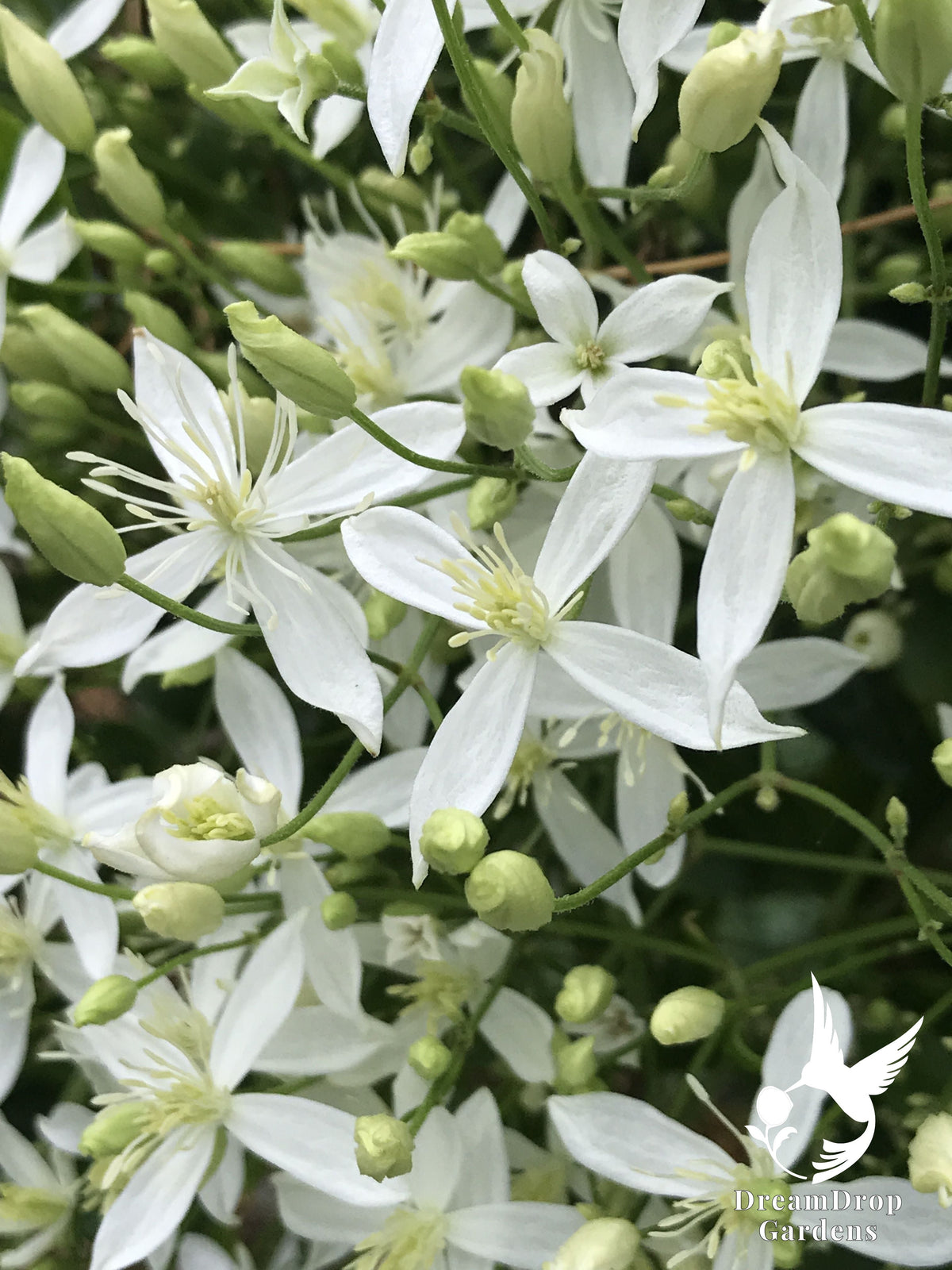 White four-petalled Sweet Autumn clematis flowers and green buds on the vine