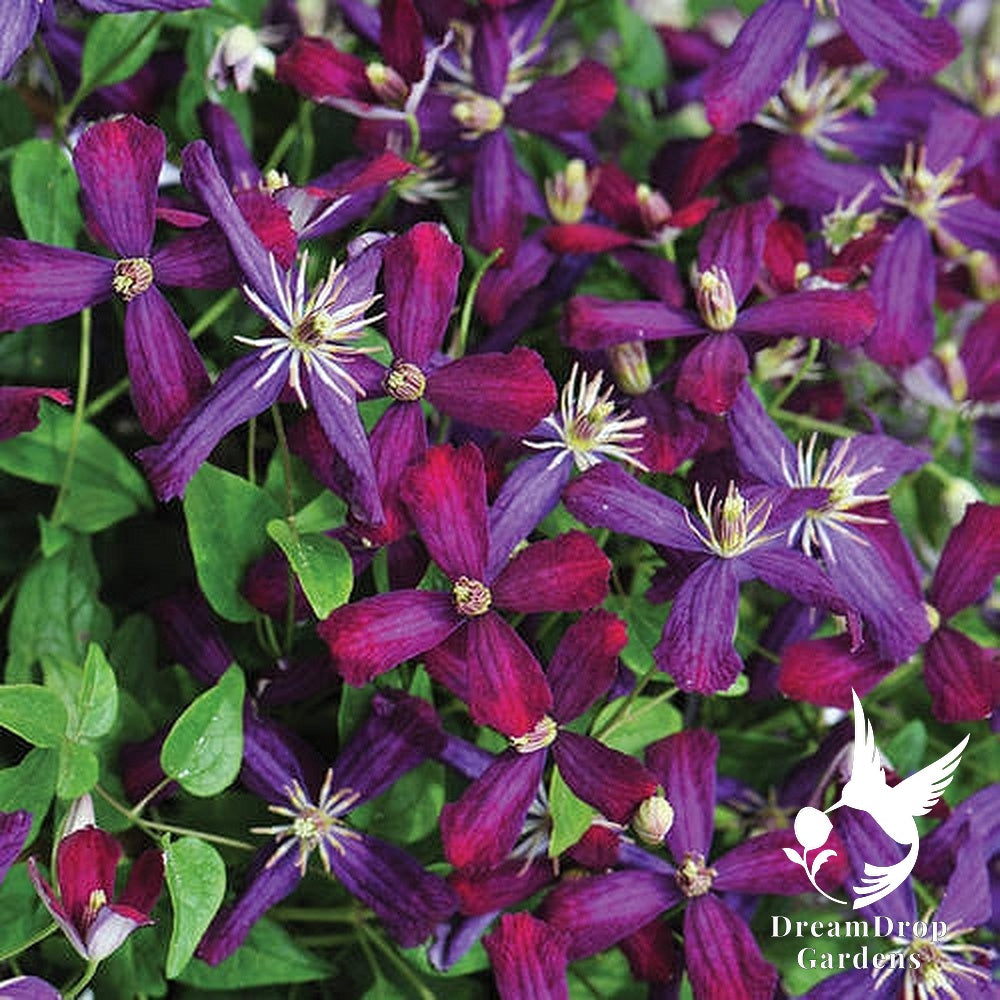 Clematis 'Sweet Summer Love' - 'Plum Pixie Dust' — DreamDrop Gardens photo 1