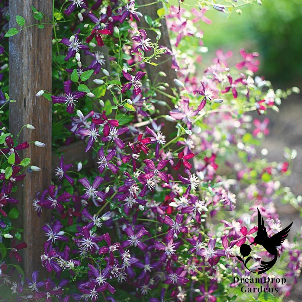 Clematis 'Sweet Summer Love' - 'Plum Pixie Dust' — DreamDrop Gardens photo 2