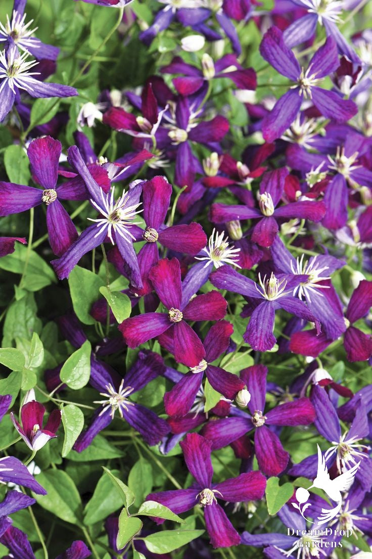 Clematis 'Sweet Summer Love' - 'Plum Pixie Dust' — DreamDrop Gardens photo 3