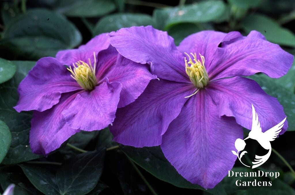 Clematis 'General Sikorski' — DreamDrop Gardens photo 1
