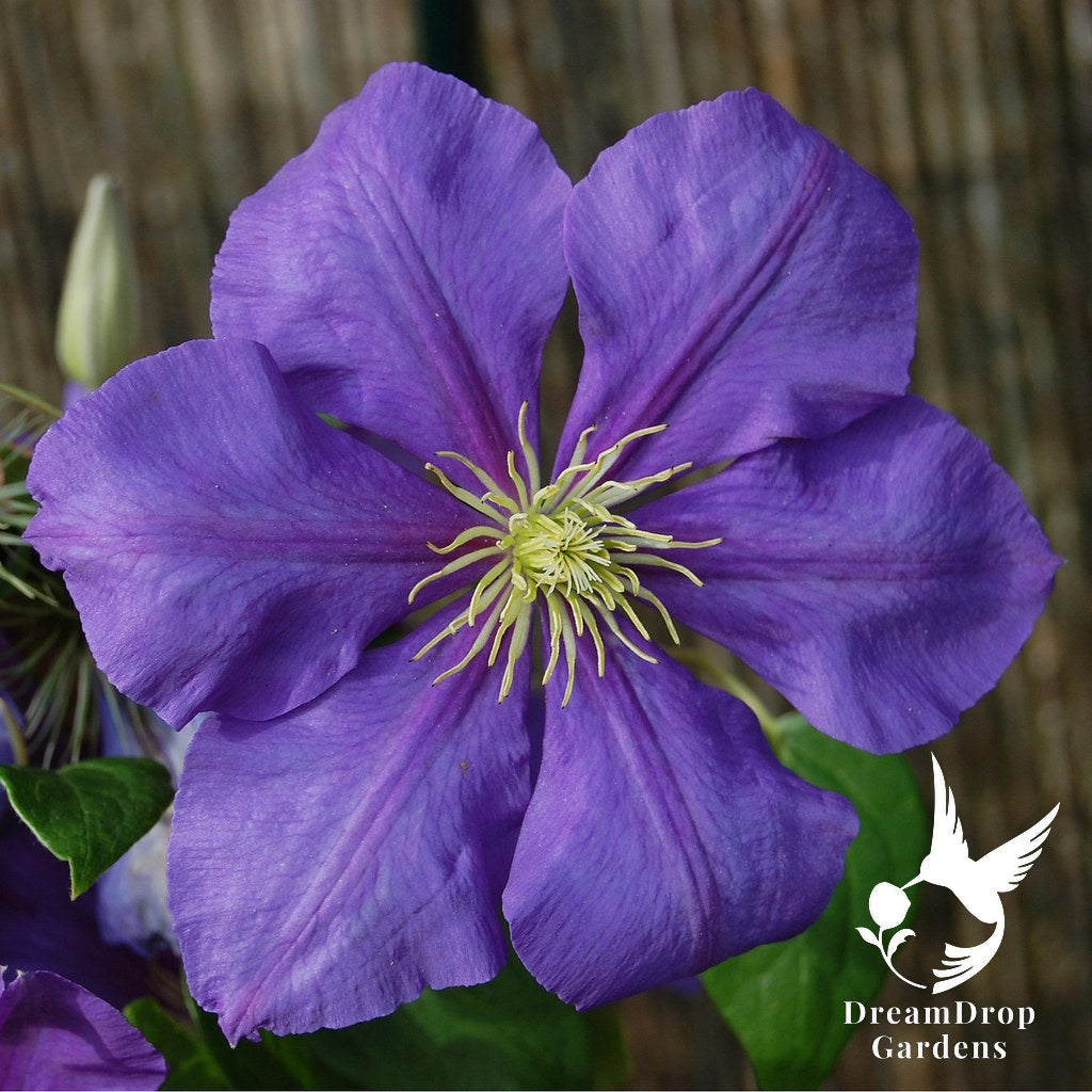 Clematis 'General Sikorski' — DreamDrop Gardens photo 2