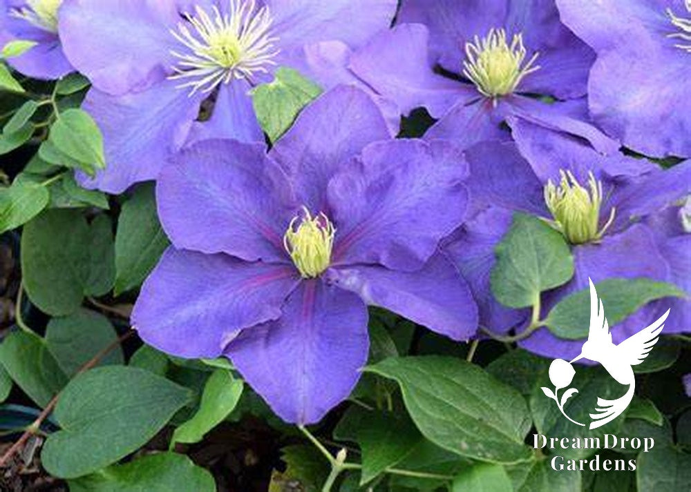 Clematis 'General Sikorski' — DreamDrop Gardens photo 3