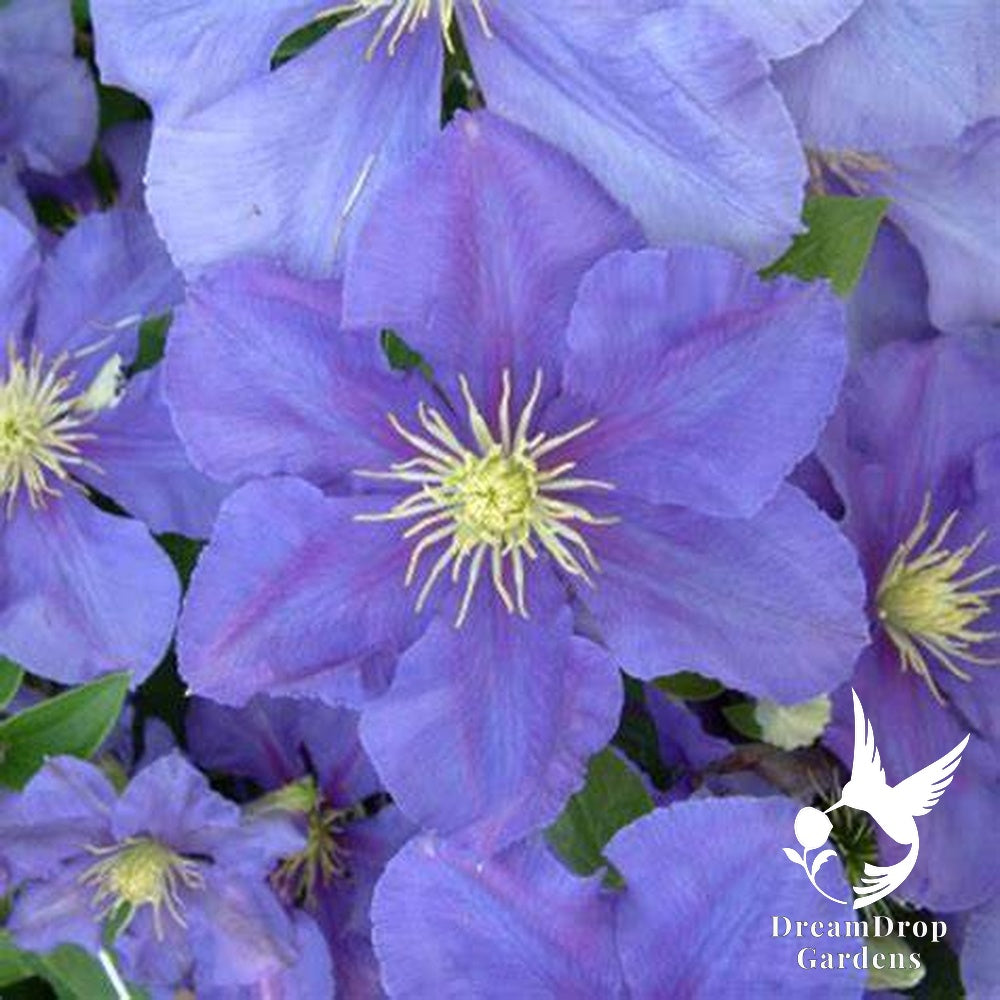 Clematis 'General Sikorski' — DreamDrop Gardens photo 4