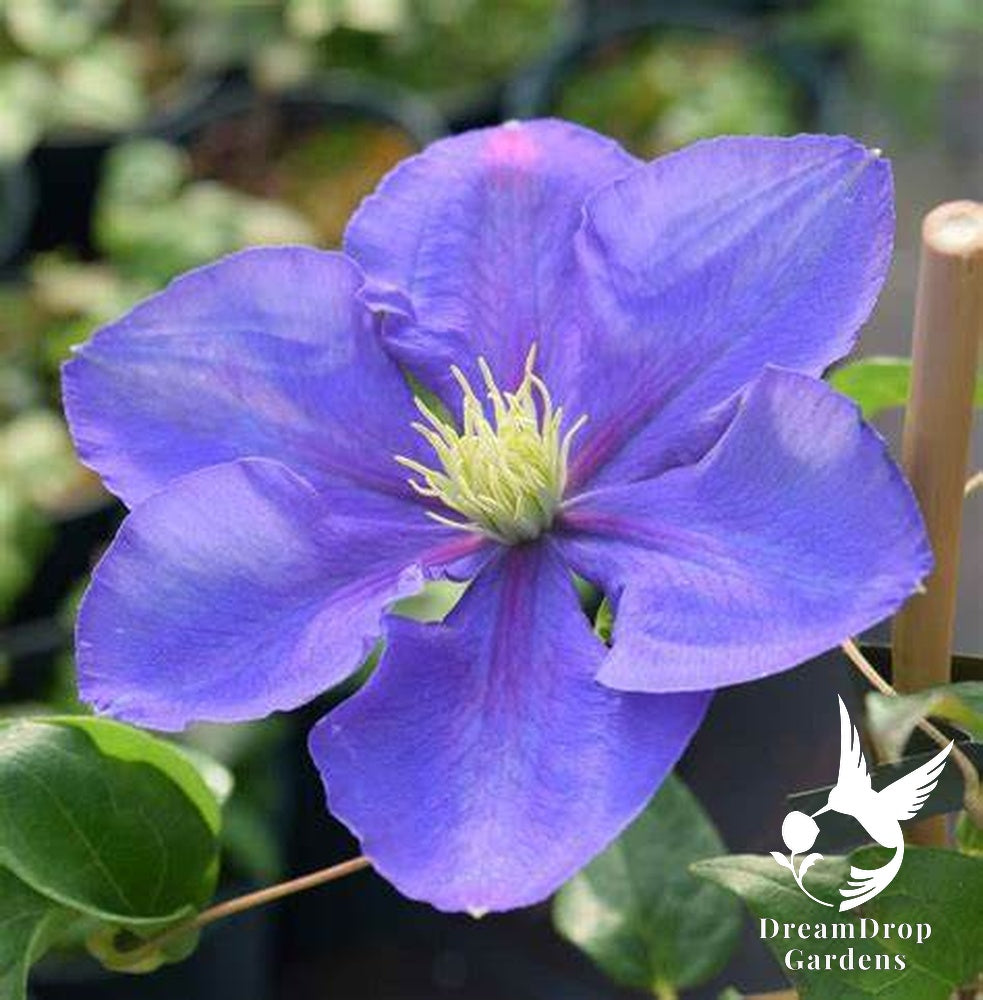 Clematis 'General Sikorski' — DreamDrop Gardens photo 5