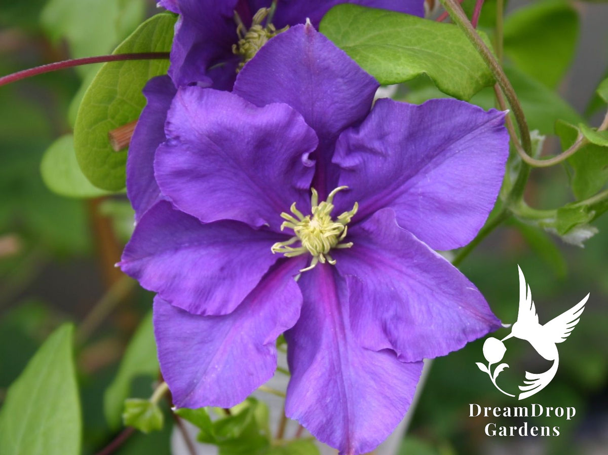Clematis 'General Sikorski' — DreamDrop Gardens photo 6