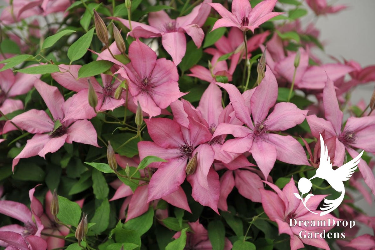 Clematis 'Giselle' - Large Flowering — DreamDrop Gardens photo 1