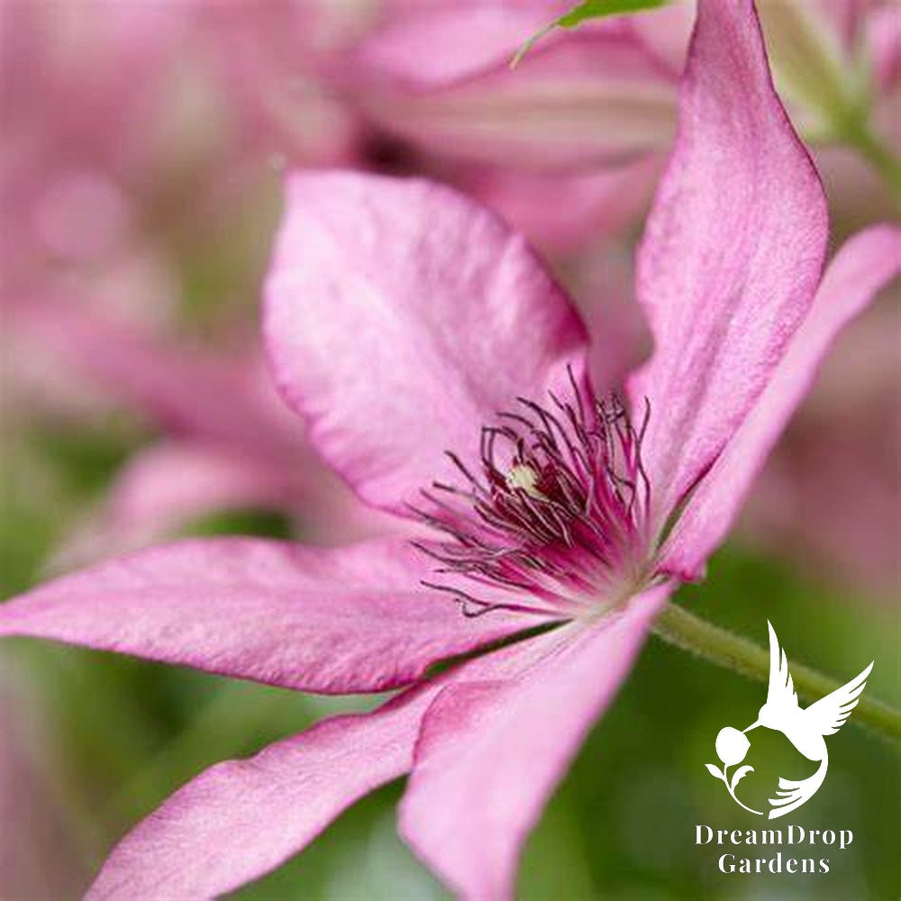Clematis 'Giselle' - Large Flowering — DreamDrop Gardens photo 2