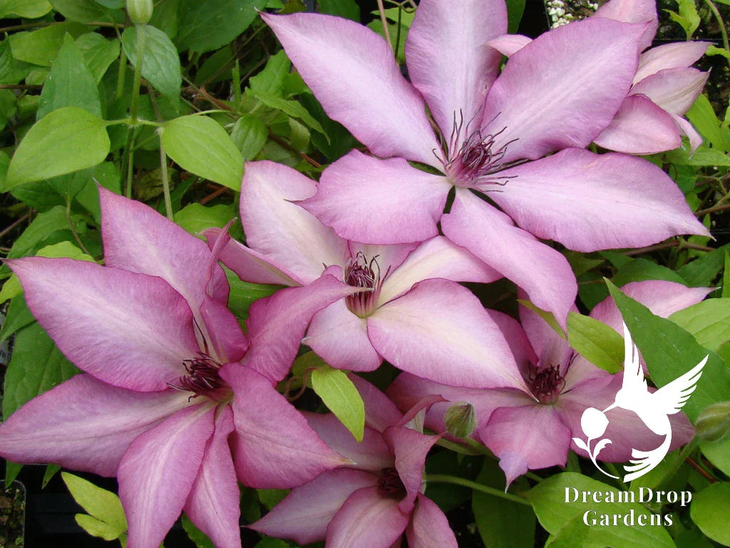 Clematis 'Giselle' - Large Flowering — DreamDrop Gardens photo 3