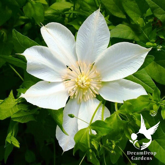 Clematis 'Guernsey Cream' — DreamDrop Gardens photo 1
