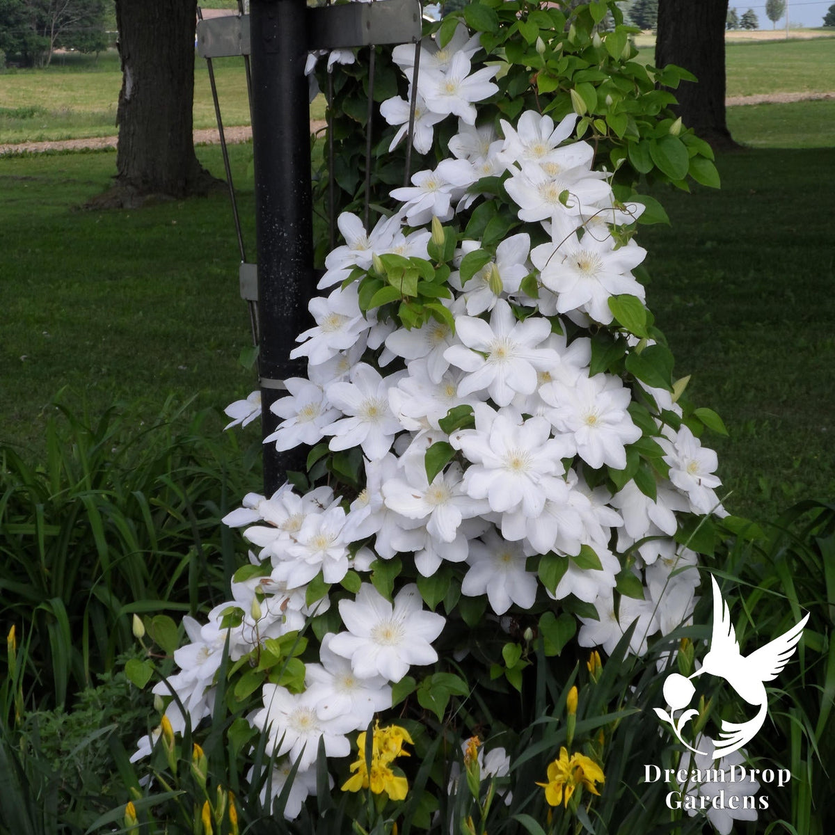 Clematis 'Guernsey Cream' — DreamDrop Gardens photo 2