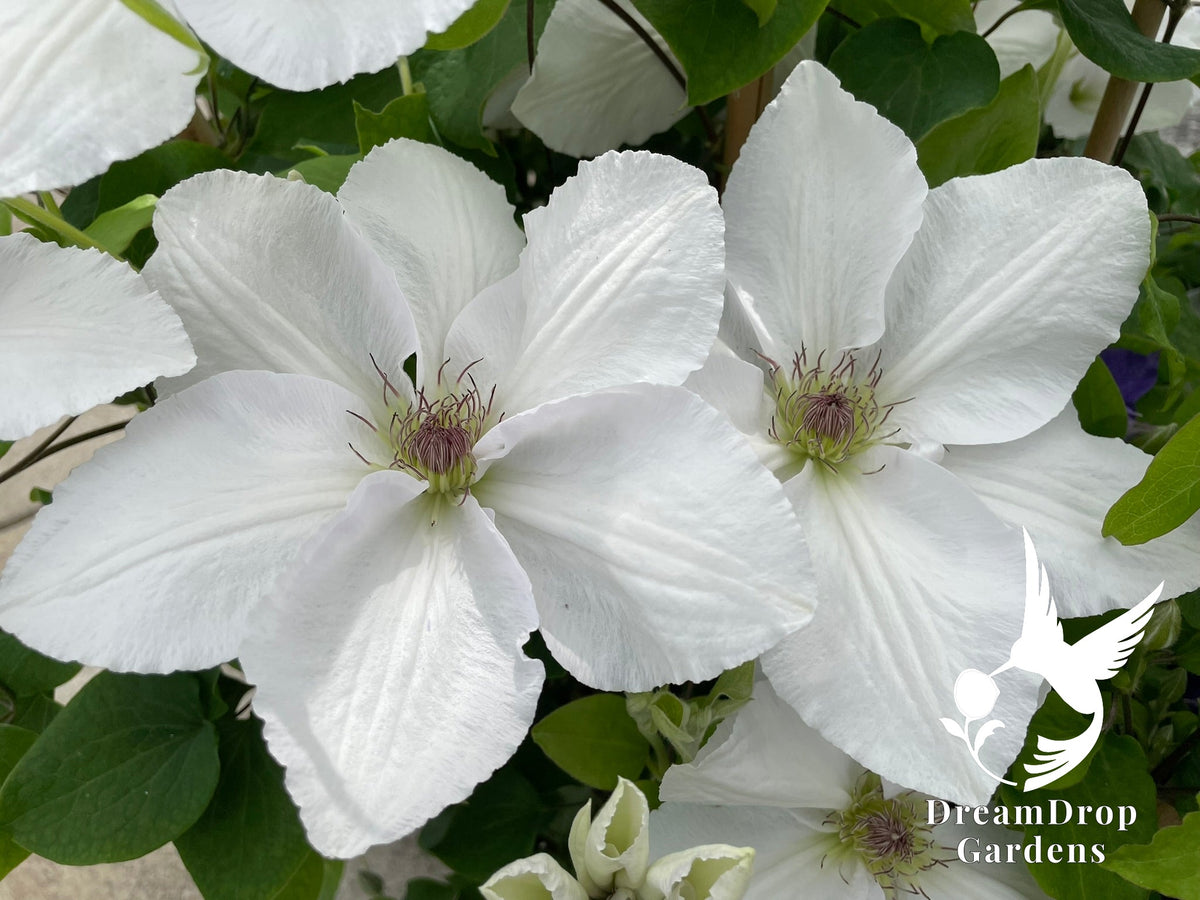 Clematis 'Guernsey Flute' — DreamDrop Gardens photo 1