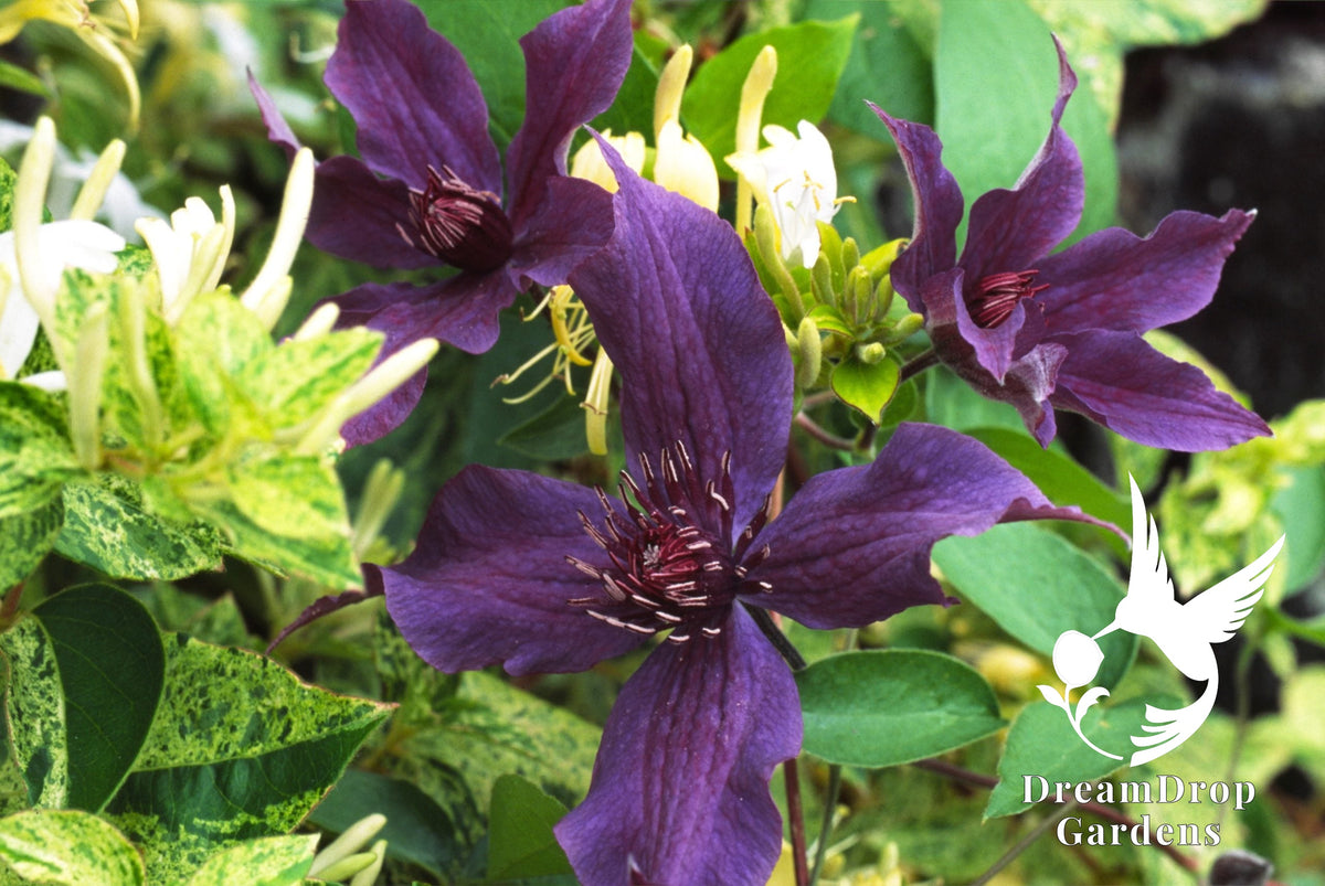 Clematis 'Guiding Promise' - Dwarf Variety for Borders — DreamDrop Gardens photo 1