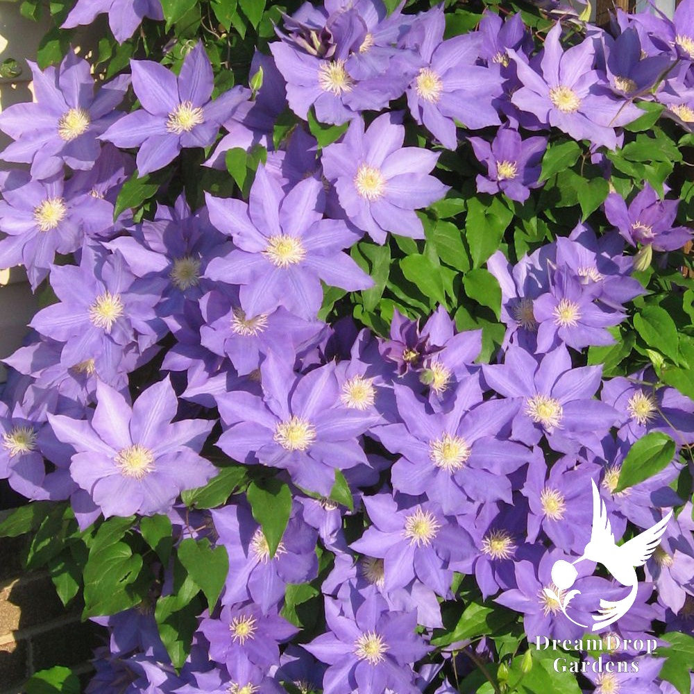 Clematis 'H.F Young' — DreamDrop Gardens photo 1