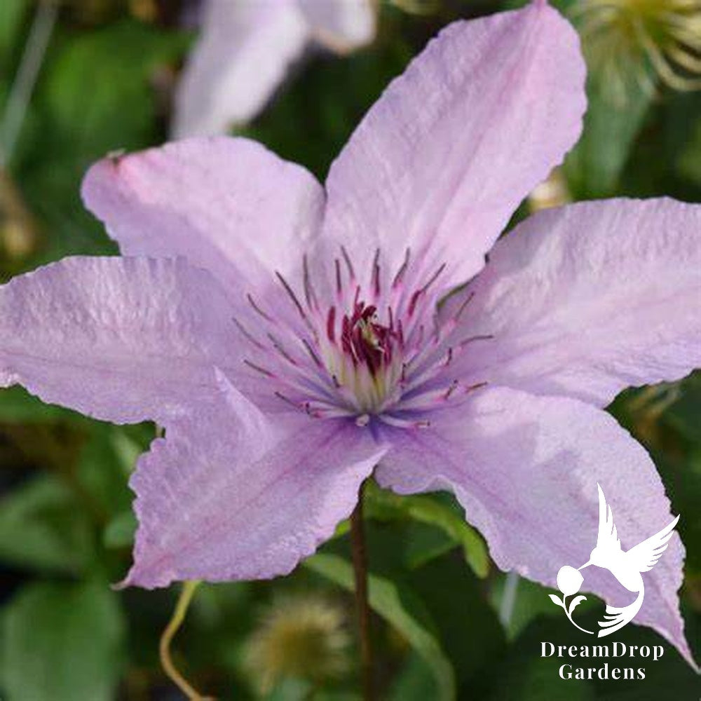 Clematis 'Hagley Hybrid' AKA 'Pink Chiffon' - Late Blooming — DreamDrop Gardens photo 1