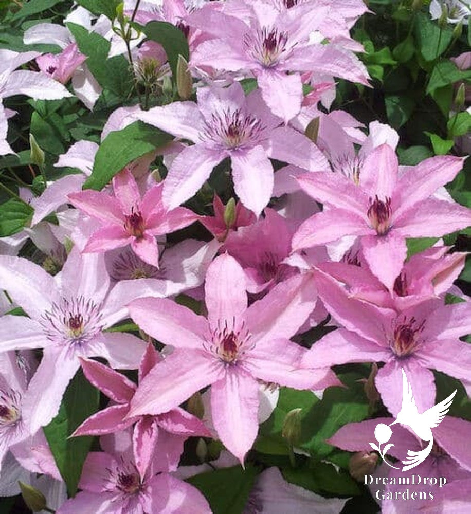 Clematis 'Hagley Hybrid' AKA 'Pink Chiffon' - Late Blooming — DreamDrop Gardens photo 2