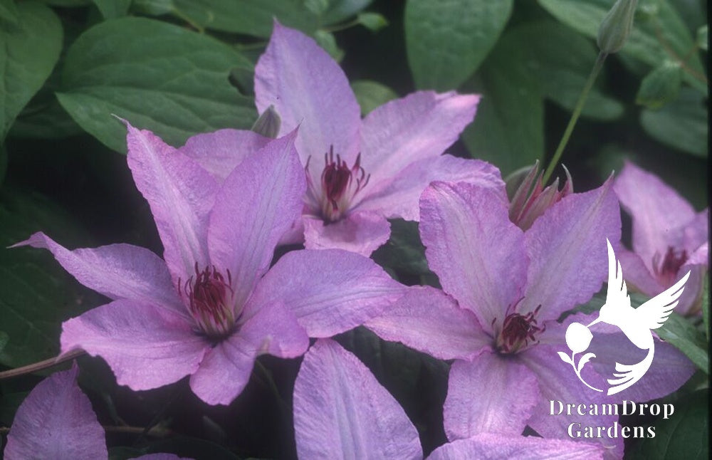 Clematis 'Hagley Hybrid' AKA 'Pink Chiffon' - Late Blooming — DreamDrop Gardens photo 3