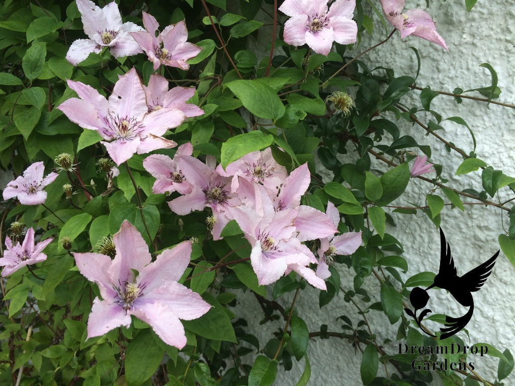 Clematis 'Hagley Hybrid' AKA 'Pink Chiffon' - Late Blooming — DreamDrop Gardens photo 4
