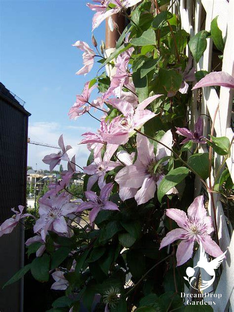 Clematis 'Hagley Hybrid' AKA 'Pink Chiffon' - Late Blooming — DreamDrop Gardens photo 5