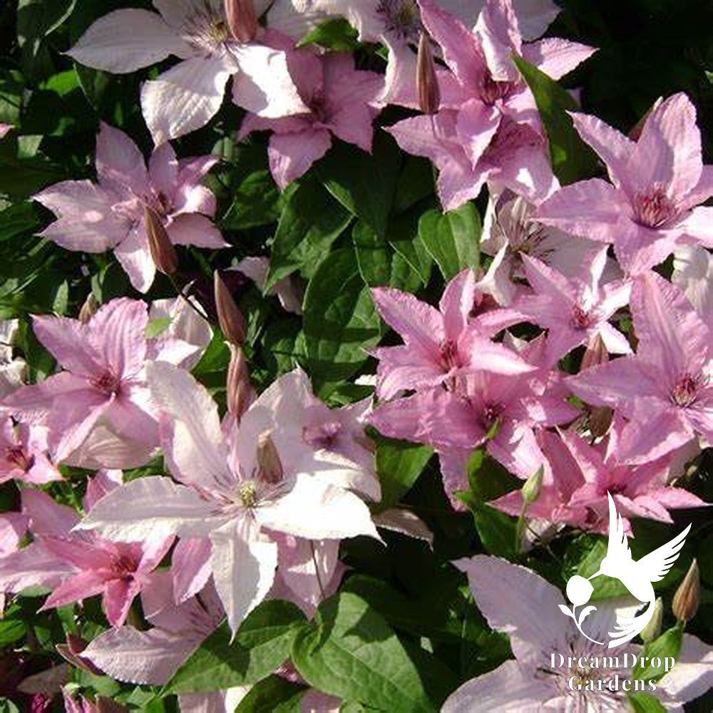 Clematis 'Hagley Hybrid' AKA 'Pink Chiffon' - Late Blooming — DreamDrop Gardens photo 6