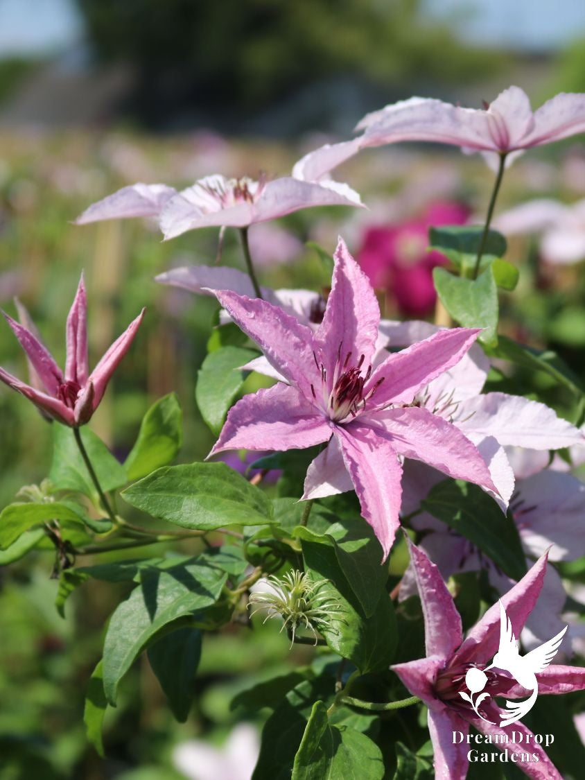Clematis 'Hagley Hybrid' AKA 'Pink Chiffon' - Late Blooming — DreamDrop Gardens photo 7