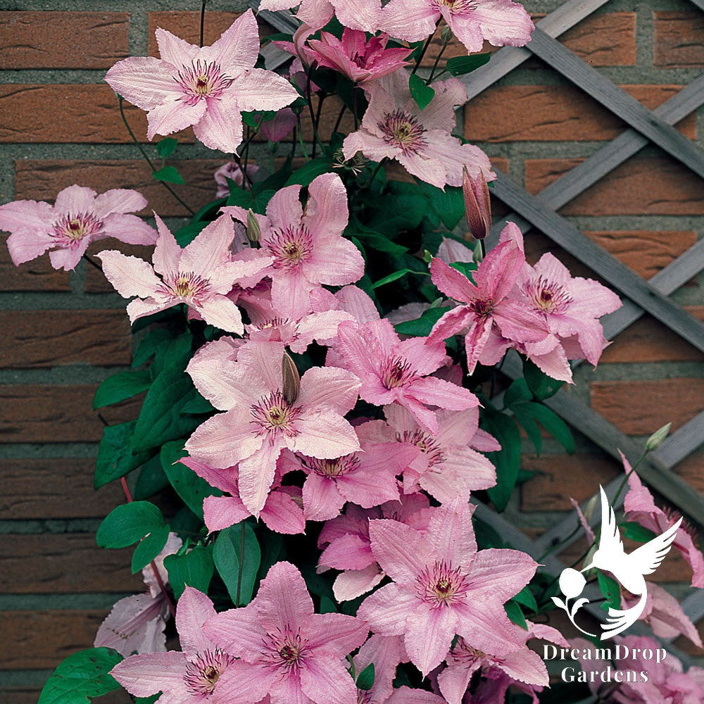 Clematis 'Hagley Hybrid' AKA 'Pink Chiffon' - Late Blooming — DreamDrop Gardens photo 8