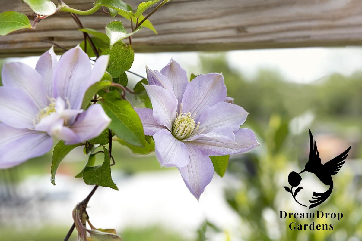 Clematis 'Hakuba' - Layered Petals — DreamDrop Gardens photo 1