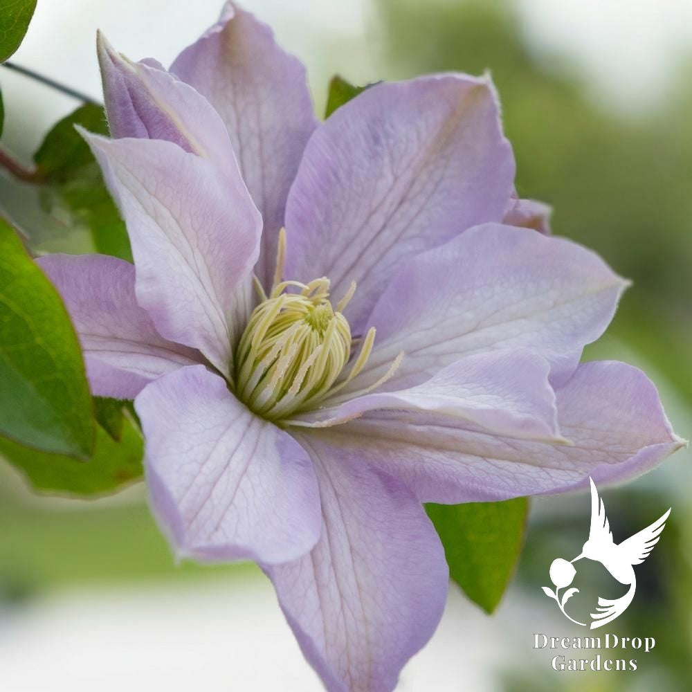Clematis 'Hakuba' - Layered Petals — DreamDrop Gardens photo 2