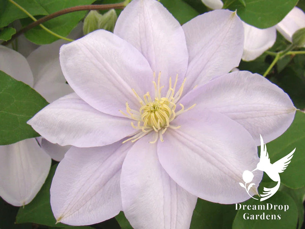 Clematis 'Hakuba' - Layered Petals — DreamDrop Gardens photo 3