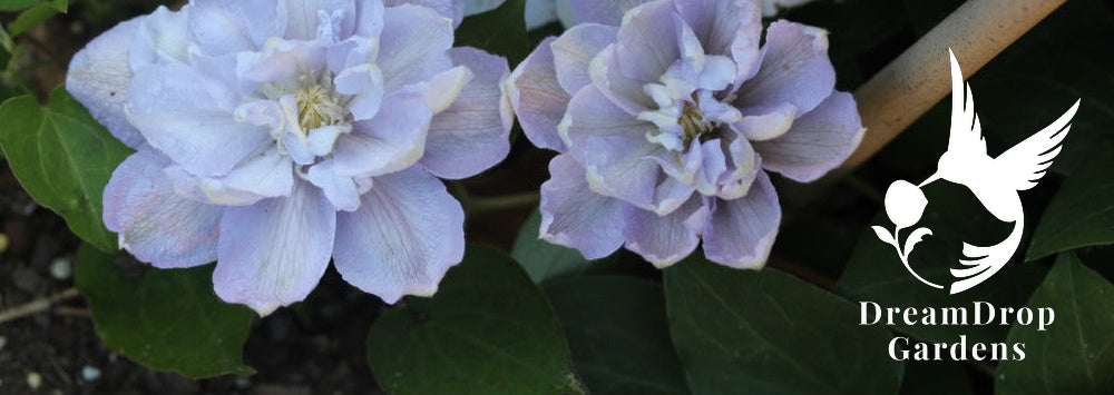 Clematis 'Hakuba' - Layered Petals — DreamDrop Gardens photo 4