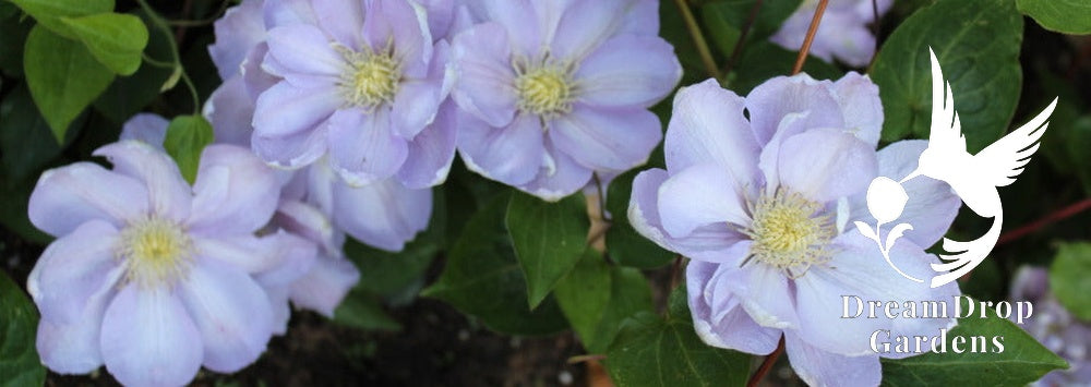 Clematis 'Hakuba' - Layered Petals — DreamDrop Gardens photo 5