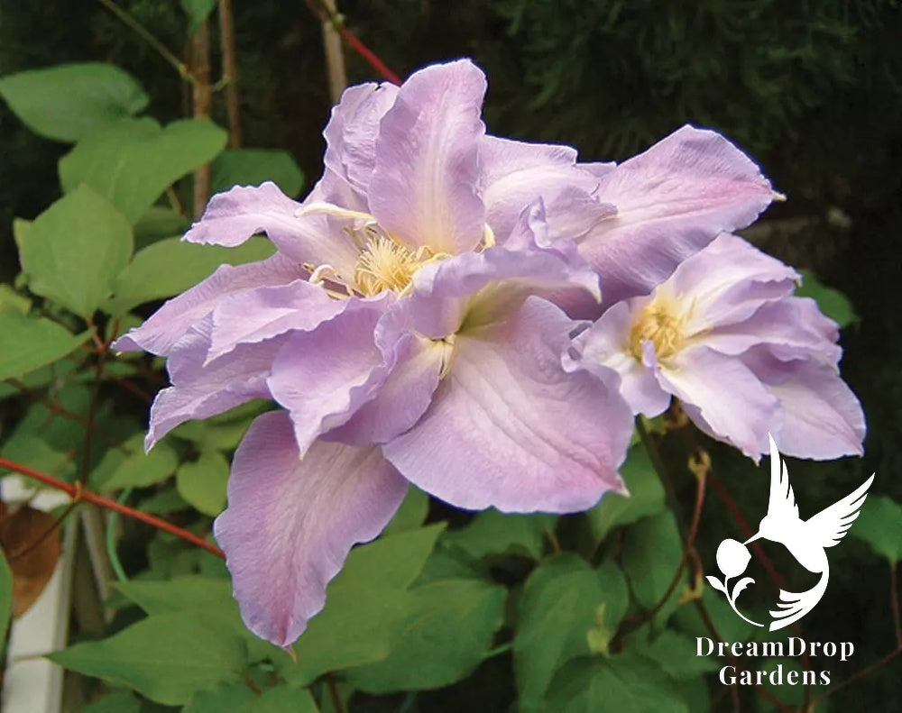Clematis 'Hakuba' - Layered Petals — DreamDrop Gardens photo 6