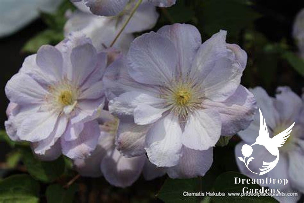 Clematis 'Hakuba' - Layered Petals — DreamDrop Gardens photo 7
