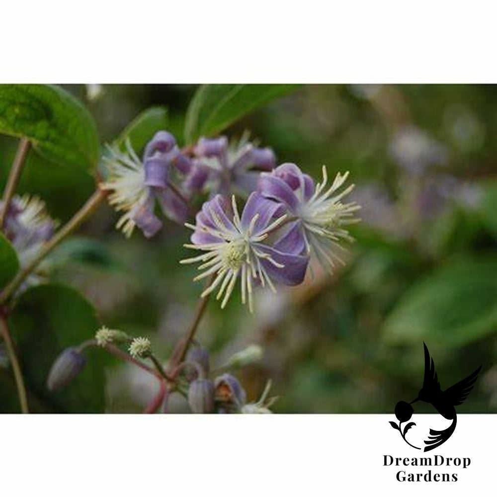 Clematis 'Heracleifolia' – 'Mrs. Robert Brydon' — DreamDrop Gardens photo 1