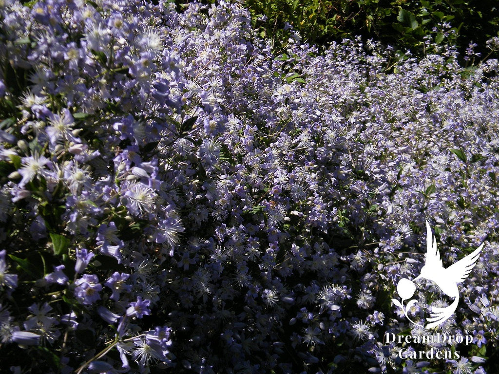 Clematis 'Heracleifolia' – 'Mrs. Robert Brydon' — DreamDrop Gardens photo 2