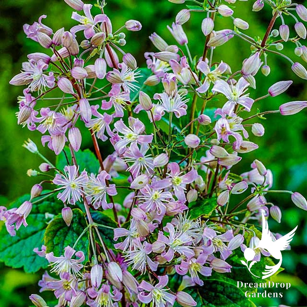 Clematis 'Heracleifolia' – 'Mrs. Robert Brydon' — DreamDrop Gardens photo 3