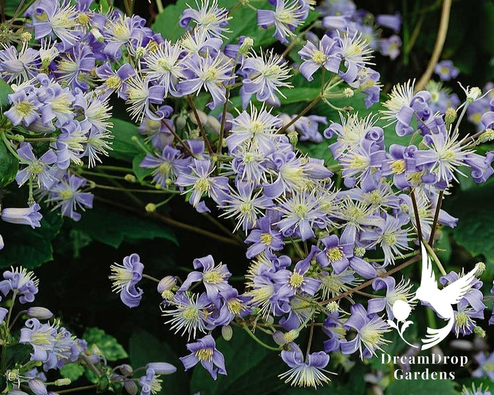 Clematis 'Heracleifolia' – 'Mrs. Robert Brydon' — DreamDrop Gardens photo 5