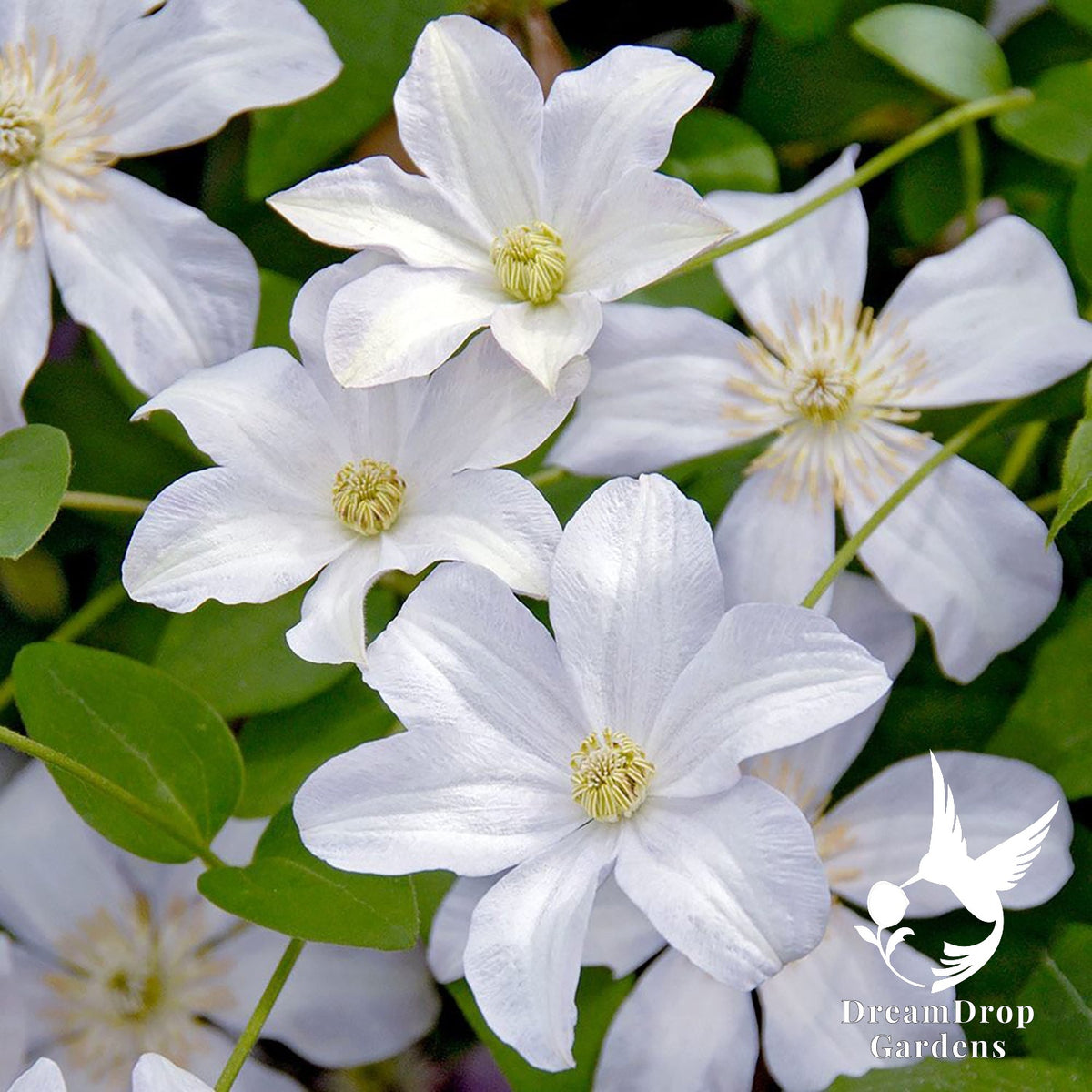 Clematis 'Huldine' — DreamDrop Gardens photo 1