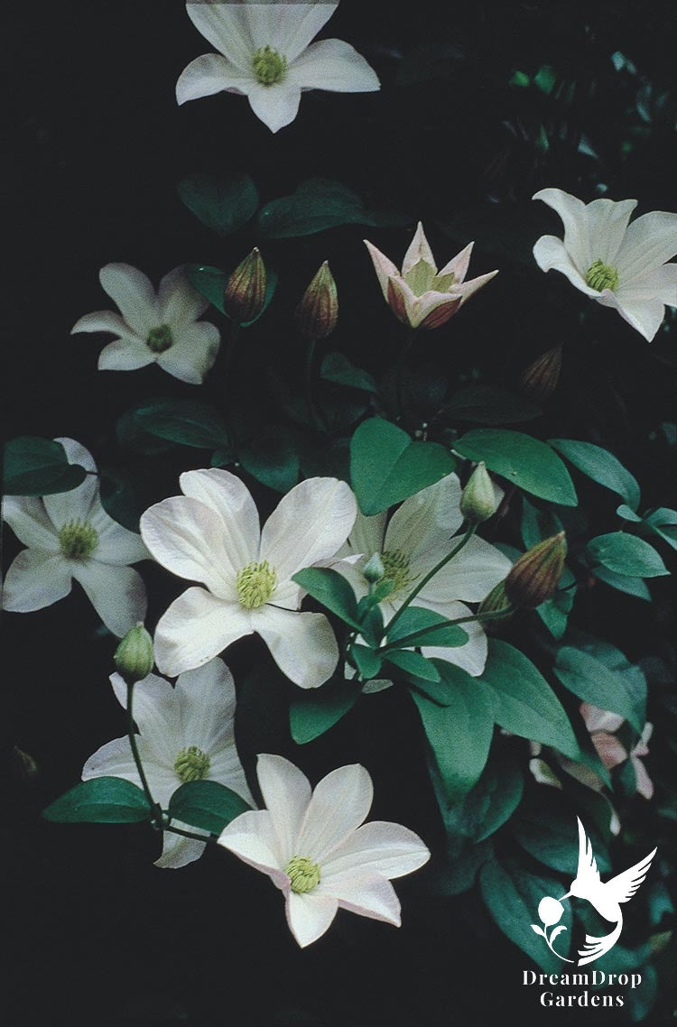 Clematis 'Huldine' — DreamDrop Gardens photo 2